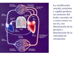 La ramificación
arterial, arteriolar
y capilar produce
un aumento del
lecho vascular, tal
y como ocurre en
un río, con
disminución de la
presión y
disminución de la
velocidad de
circulación.
 