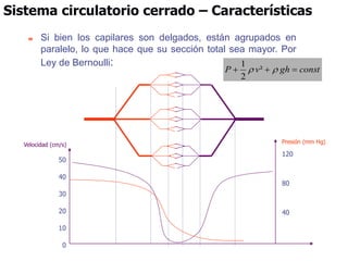 Sistema circulatorio cerrado – Características
 Si bien los capilares son delgados, están agrupados en
paralelo, lo que hace que su sección total sea mayor. Por
Ley de Bernoulli:
const
gh
v
P 

 
 ²
2
1
Velocidad (cm/s)
Presión (mm Hg)
50
40
30
20
10
0
120
80
40
 