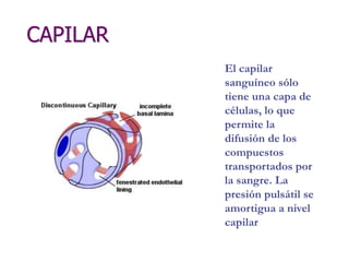 CAPILAR
El capilar
sanguíneo sólo
tiene una capa de
células, lo que
permite la
difusión de los
compuestos
transportados por
la sangre. La
presión pulsátil se
amortigua a nivel
capilar
 
