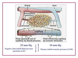 25 mm Hg 10 mm Hg
Negative interstitial fluid pressure
(proteins in IF)
Plasma colloid osmotic pressure (COP)
 