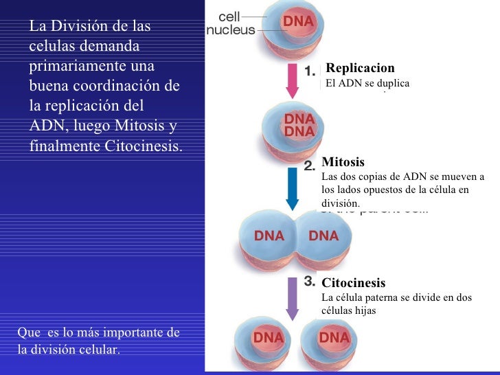 Fases Y Duracion De Un Ciclo Celular Estandar compartircelular.blogspot.com