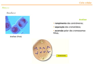 Ciclo celular Anafase Anafase rompimento  dos centrómeros;  separação  dos cromatídeos; ascensão  polar dos cromossomas-filhos. Mitose Anafase (final) 