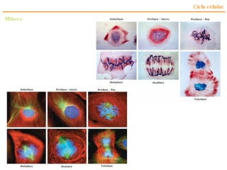 Ciclo celular Mitose 
