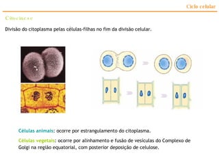 Ciclo celular Citocinese Divisão do citoplasma pelas células-filhas no fim da divisão celular. Células animais : ocorre por estrangulamento do citoplasma. Células vegetais : ocorre por alinhamento e fusão de vesículas do Complexo de Golgi na região equatorial, com posterior deposição de celulose. 