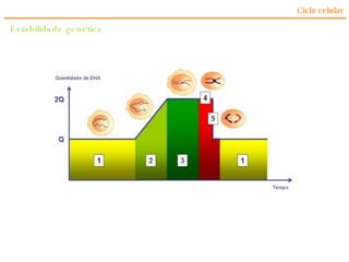 Ciclo celular Estabilidade genética 