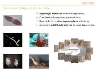 Ciclo celular Importância biológica da divisão celular Reprodução assexuada  em muitos organismos;   Crescimento  dos organismos pluricelulares ; Renovação  de tecidos   e  regeneração  de estruturas; Assegurar a  estabilidade genética  ao longo das gerações. 