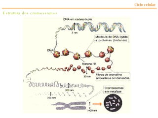 Estrutura dos cromossomas Ciclo celular 