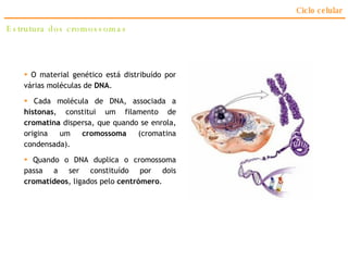 Estrutura dos cromossomas Ciclo celular O material genético está distribuído por várias moléculas de  DNA . Cada molécula de DNA, associada a  histonas , constitui um filamento de  cromatina  dispersa, que quando se enrola, origina um  cromossoma  (cromatina condensada).  Quando o DNA duplica o cromossoma passa a ser constituído por dois  cromatídeos , ligados pelo  centrómero . 