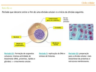 Ciclo celular Interfase Período que decorre entre o fim de uma divisão celular e o início da divisão seguinte. Período G1 :  formação de organelos celulares; intensa actividade de biossíntese (RNA, proteínas, lípidos e glícidos)    crescimento celular. Período S :  replicação do DNA e síntese de histonas. Período G2 :  preparação para a divisão celular: mais biossíntese de proteínas e estruturas membranares. Só nas células animais! 