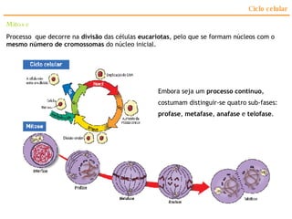 Ciclo celular Mitose Processo  que decorre na  divisão  das células  eucariotas , pelo que se formam núcleos com o  mesmo número de cromossomas  do núcleo inicial. Embora seja um  processo contínuo , costumam distinguir-se quatro sub-fases:  profase ,  metafase ,  anafase  e  telofase . 
