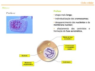Ciclo celular Profase Profase etapa mais  longa ; individualização dos  cromossomas ; desaparecimento dos  nucléolos  e da  membrana nuclear ; afastamento dos centríolos e formação do  fuso acromático . Mitose 