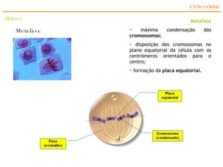 Ciclo celular Metafase Metafase máxima condensação dos  cromossomas ; disposição dos cromossomas no plano equatorial da célula com os centrómeros orientados para o centro; formação da  placa equatorial. Mitose 
