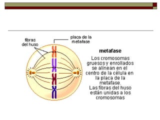 Ciclo celular-y-mitosis-1209342773588682-9