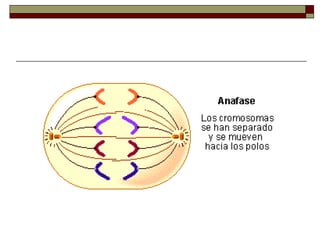 Ciclo celular-y-mitosis-1209342773588682-9