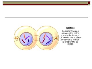 Ciclo celular-y-mitosis-1209342773588682-9