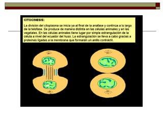 Ciclo celular-y-mitosis-1209342773588682-9