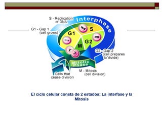El ciclo celular consta de 2 estados: La interfase y la
                        Mitosis
 