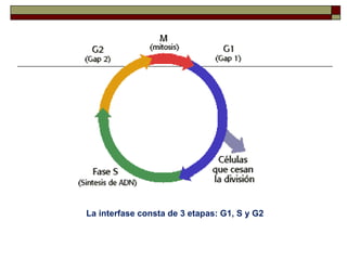 La interfase consta de 3 etapas: G1, S y G2
 