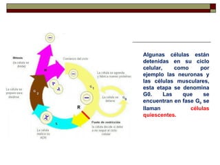Algunas células están
detenidas en su ciclo
celular,     como     por
ejemplo las neuronas y
las células musculares,
esta etapa se denomina
G0.      Las   que     se
encuentran en fase G0 se
llaman            células
quiescentes.
 