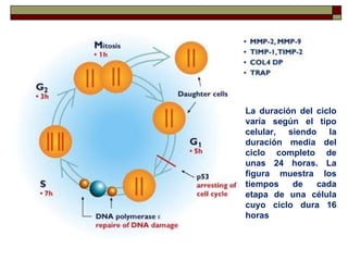 La duración del ciclo
varía según el tipo
celular, siendo la
duración media del
ciclo completo de
unas 24 horas. La
figura muestra los
tiempos   de    cada
etapa de una célula
cuyo ciclo dura 16
horas
 