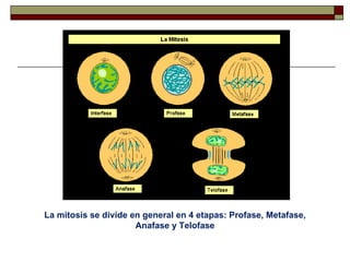 La mitosis se divide en general en 4 etapas: Profase, Metafase,
                      Anafase y Telofase
 