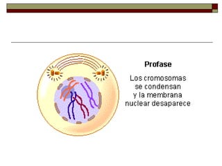 Ciclo celular-y-mitosis-1209342773588682-9