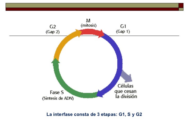 Ciclo Celular Y Mitosis
