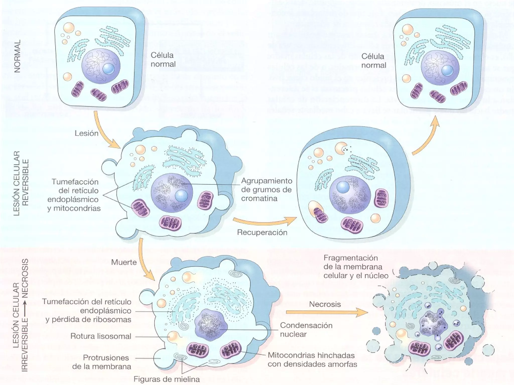 Biología - Ciclo Celular y Replicación del ADN | PPT