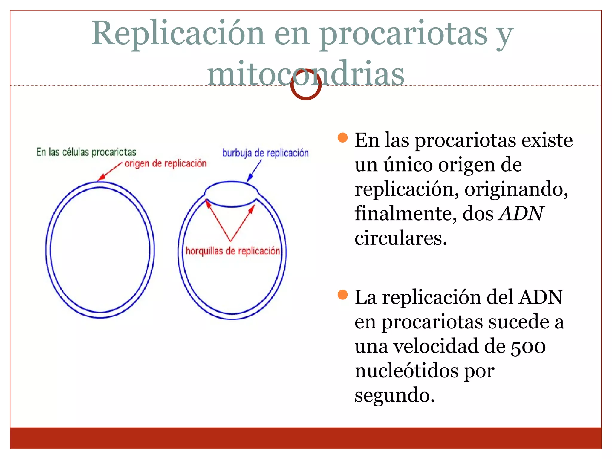 Biología - Ciclo Celular y Replicación del ADN | PPT