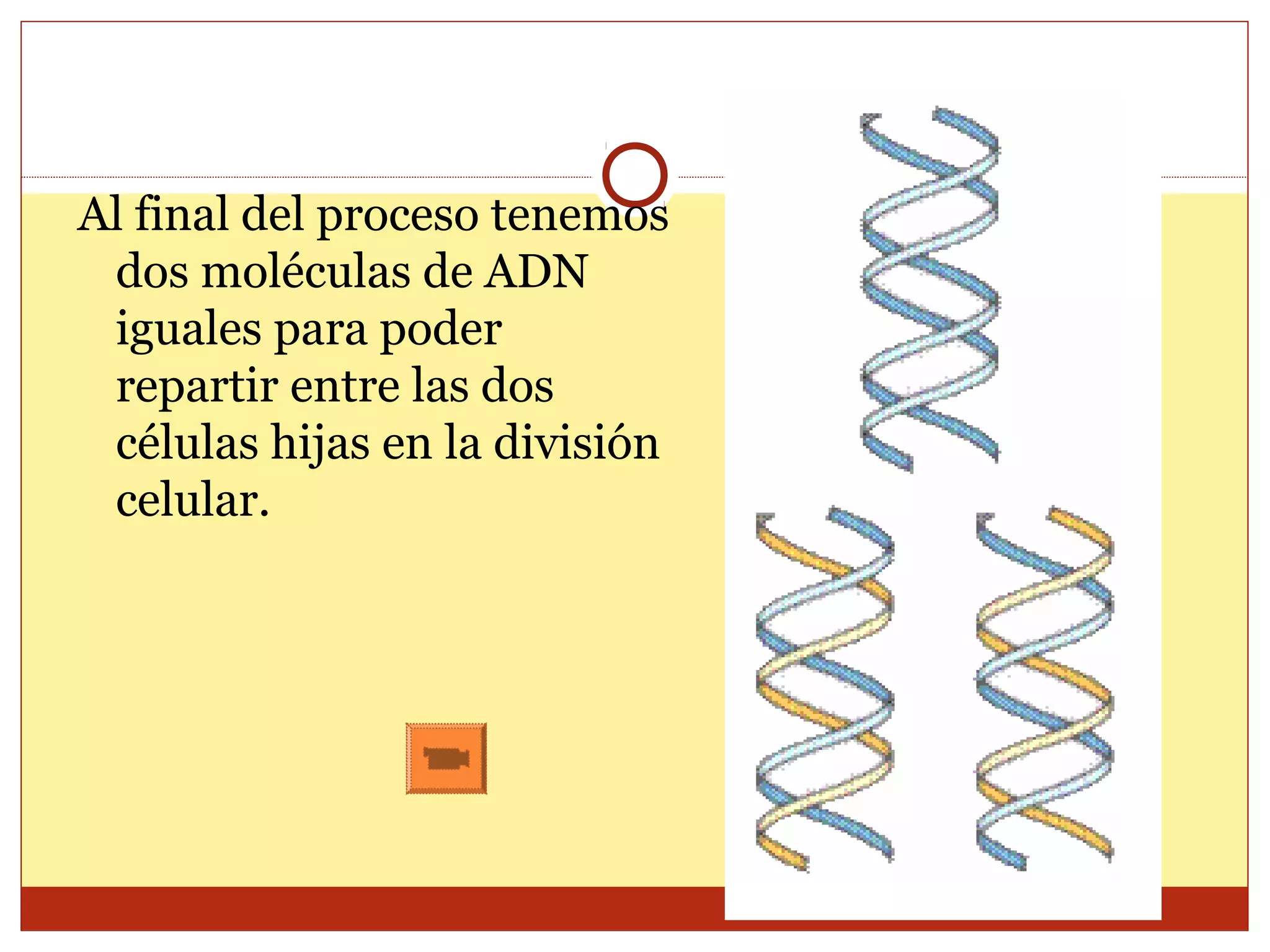 Biología - Ciclo Celular y Replicación del ADN | PPT