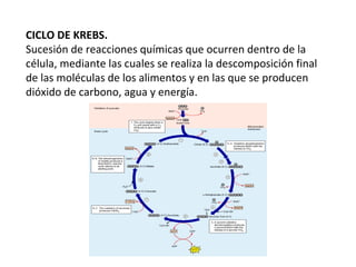 CICLO DE KREBS. Sucesión de reacciones químicas que ocurren dentro de la célula, mediante las cuales se realiza la descomposición final de las moléculas de los alimentos y en las que se producen dióxido de carbono, agua y energía. 