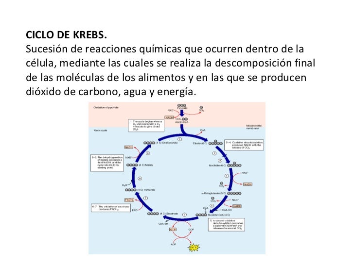 Ciclo crebs-cadena-transporte-electrones
