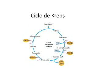 Ciclo de Krebs
 