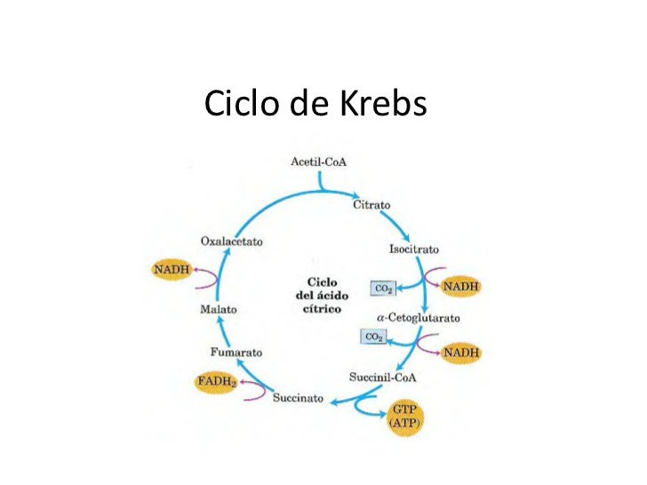 Breve guía de calcular metabolismo basal vitonica