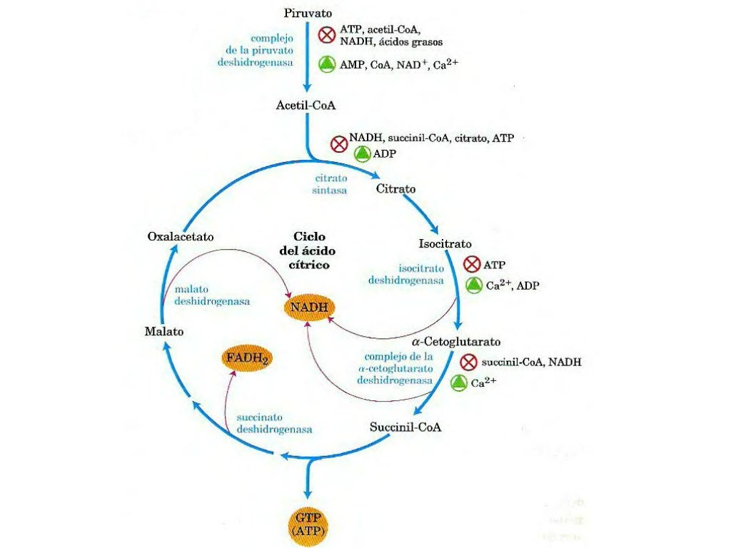 Ciclo De Krebs