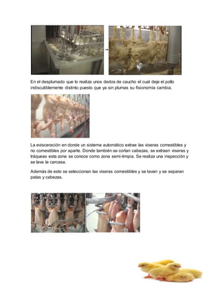 En el desplumado que lo realiza unos dedos de caucho el cual deje el pollo
indiscutiblemente distinto puesto que ya sin plumas su fisionomía cambia.
La evisceración en donde un sistema automático extrae las viseras comestibles y
no comestibles por aparte. Donde también se cortan cabezas, se extraen viseras y
tráqueas esta zona se conoce como zona semi-limpia. Se realiza una inspección y
se lava la carcasa.
Además de esto se seleccionan las viseras comestibles y se lavan y se separan
patas y cabezas.
 