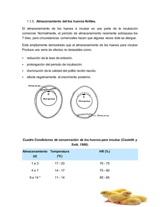 1.1.5. Almacenamiento del los huevos fértiles.
El almacenamiento de los huevos a incubar es una parte de la incubación
comercial. Normalmente, el período de almacenamiento raramente sobrepasa los
7 días, pero circunstancias comerciales hacen que algunas veces éste se alargue.
Está ampliamente demostrado que el almacenamiento de los huevos para incubar
Produce una serie de efectos no deseables como:
 reducción de la tasa de eclosión.
 prolongación del período de incubación.
 disminución de la calidad del pollito recién nacido.
 afecta negativamente al crecimiento posterior.
Cuadro Condiciones de conservación de los huevos para incubar (Castelló y
Solé, 1986).
Almacenamiento
(d)
Temperatura
(ºC)
HR (%)
1 a 3
4 a 7
8 a 14 *
17 - 20
14 - 17
11 - 14
70 - 75
75 - 80
80 - 85
 