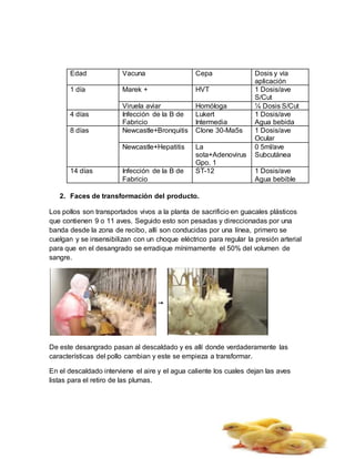 Edad Vacuna Cepa Dosis y vía
aplicación
1 día Marek + HVT 1 Dosis/ave
S/Cut
Viruela aviar Homóloga ¼ Dosis S/Cut
4 días Infección de la B de
Fabricio
Lukert
Intermedia
1 Dosis/ave
Agua bebida
8 días Newcastle+Bronquitis Clone 30-Ma5s 1 Dosis/ave
Ocular
Newcastle+Hepatitis La
sota+Adenovirus
Gpo. 1
0 5ml/ave
Subcutánea
14 días Infección de la B de
Fabricio
ST-12 1 Dosis/ave
Agua bebible
2. Faces de transformación del producto.
Los pollos son transportados vivos a la planta de sacrificio en guacales plásticos
que contienen 9 o 11 aves. Seguido esto son pesadas y direccionadas por una
banda desde la zona de recibo, allí son conducidas por una línea, primero se
cuelgan y se insensibilizan con un choque eléctrico para regular la presión arterial
para que en el desangrado se erradique mínimamente el 50% del volumen de
sangre.
De este desangrado pasan al descaldado y es allí donde verdaderamente las
características del pollo cambian y este se empieza a transformar.
En el descaldado interviene el aire y el agua caliente los cuales dejan las aves
listas para el retiro de las plumas.
 