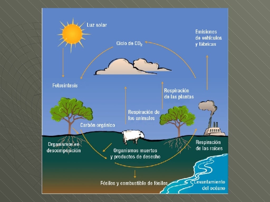 Ciclo Del Carbono