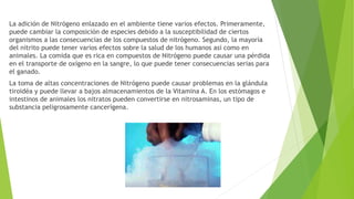 La adición de Nitrógeno enlazado en el ambiente tiene varios efectos. Primeramente,
puede cambiar la composición de especies debido a la susceptibilidad de ciertos
organismos a las consecuencias de los compuestos de nitrógeno. Segundo, la mayoría
del nitrito puede tener varios efectos sobre la salud de los humanos asi como en
animales. La comida que es rica en compuestos de Nitrógeno puede causar una pérdida
en el transporte de oxígeno en la sangre, lo que puede tener consecuencias serias para
el ganado.
La toma de altas concentraciones de Nitrógeno puede causar problemas en la glándula
tiroidéa y puede llevar a bajos almacenamientos de la Vitamina A. En los estómagos e
intestinos de animales los nitratos pueden convertirse en nitrosaminas, un tipo de
substancia peligrosamente cancerígena.
 