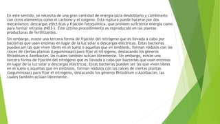 En este sentido, se necesita de una gran cantidad de energía para desdoblarlo y combinarlo
con otros elementos como el carbono y el oxígeno. Esta ruptura puede hacerse por dos
mecanismos: descargas eléctricas y fijación fotoquímica, que proveen suficiente energía como
para formar nitratos (NO3-). Este último procedimiento es reproducido en las plantas
productoras de fertilizantes.
Sin embargo, existe una tercera forma de fijación del nitrógeno que es llevada a cabo por
bacterias que usan enzimas en lugar de la luz solar o descargas eléctricas. Estas bacterias
pueden ser las que viven libres en el suelo o aquellas que en simbiosis, forman nódulos con las
raíces de ciertas plantas (Leguminosas) para fijar el nitrógeno, destacando los géneros
Rhizobium o Azotbacter, las cuales también actúan libremente. Sin embargo, existe una
tercera forma de fijación del nitrógeno que es llevada a cabo por bacterias que usan enzimas
en lugar de la luz solar o descargas eléctricas. Estas bacterias pueden ser las que viven libres
en el suelo o aquellas que en simbiosis, forman nódulos con las raíces de ciertas plantas
(Leguminosas) para fijar el nitrógeno, destacando los géneros Rhizobium o Azotbacter, las
cuales también actúan libremente.
 