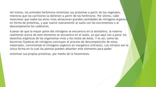 Así mismo, los animales herbívoros sintetizan sus proteínas a partir de los vegetales,
mientras que los carnívoros la obtienen a partir de los herbívoros. Por último, cabe
mencionar que todos los seres vivos almacenan grandes cantidades de nitrógeno orgánico
en forma de proteínas, y que vuelve nuevamente al suelo con los excrementos o al
descomponerse los cadáveres.
A pesar de que la mayor parte del nitrógeno se encuentra en la atmósfera, la reserva
realmente activa de este elemento se encuentra en el suelo, ya que aquí van a parar los
desechos orgánicos de los organismos vivos y los restos de éstos. Y es así, como las
bacterias fijadoras de nitrógeno concluyen el proceso de descomposición de estos
materiales, convirtiendo el nitrógeno orgánico en inorgánico (nitratos). Los nitratos son la
única forma en la cual las plantas pueden absorber este elemento para poder
sintetizar sus propias proteínas, por medio de la fotosíntesis.
 
