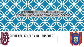 CICLO DEL AZUFRE Y DEL FOSFORO
INSTITUTO POLITÉCNICO NACIONAL
ESCUELA NACIONAL DE CIENCIAS BIOLÓGICAS
 