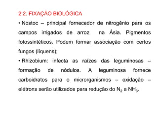 2.2. FIXAÇÃO BIOLÓGICA
• Nostoc – principal fornecedor de nitrogênio para os
campos irrigados de arroz na Ásia. Pigmentos
fotossintéticos. Podem formar associação com certos
fungos (líquens);
• Rhizobium: infecta as raízes das leguminosas –
formação de nódulos. A leguminosa fornece
carboidratos para o microrganismos – oxidação –
elétrons serão utilizados para redução do N2 a NH3.
 