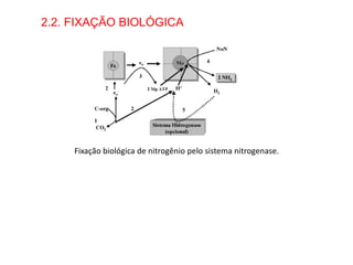 2.2. FIXAÇÃO BIOLÓGICA
Fixação biológica de nitrogênio pelo sistema nitrogenase.
 
