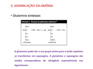 5. ASSIMILAÇÃO DA AMÔNIA
• Glutamina sintetase:
A glutamina pode dar o seu grupo amino para o ácido aspártico
se transformar em asparagina. A glutamina e asparagina são
amidas armazenadoras de nitrogênio especialmente nas
leguminosas.
 