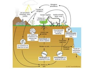 Ciclo-do-nitrogenio1.ppt