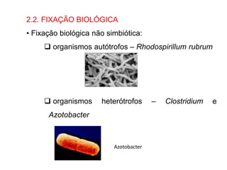 2.2. FIXAÇÃO BIOLÓGICA
• Fixação biológica não simbiótica:
 organismos autótrofos – Rhodospirillum rubrum
 organismos heterótrofos – Clostridium e
Azotobacter
Azotobacter
 