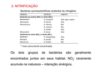 3. NITRIFICAÇÃO
GÊNERO ESPÉCIE HABITAT
Oxidantes do amônio (NH3
+) a nitrito (NO2
-)
Nitrosomonas* N. europeae Solo, água, esgoto
Nitrosospira N. biensis Solo
Nitrosococcus N. nitrosus Mar
N. oceanus Mar
N. mobilis Solo
Nitrosovibrio N. tenuis Solo
Oxidantes do nitrito (NO2
-) a nitrato (NO3
-)
Nitrobacter* N. winogradskyi Solo
Nitrospira N. gracilis Mar
Nitrococcus N. mobilis Mar
Bactérias qumioautotróficas oxidantes do nitrogênio
* mais comumente encontradas
Os dois grupos de bactérias são geralmente
encontrados juntos em seus habitat. NO2
- raramente
acumula na natureza – interação sinérgica.
 