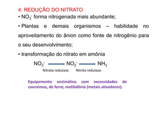 4. REDUÇÃO DO NITRATO
• NO3
- forma nitrogenada mais abundante;
• Plantas e demais organismos – habilidade no
aproveitamento do ânion como fonte de nitrogênio para
o seu desenvolvimento;
• transformação do nitrato em amônia
NO3
- NO2
- NH3
Nitrato redutase Nitrito redutase
Equipamento enzimático com necessidades de
coenzimas, de ferro, molibdênio (metais ativadores).
 